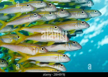 Schwarm von Gelbflossenthun Meerbarben, Mulloidichthys vanicolensis, Brother Islands, Rotes Meer, Ägypten Stockfoto