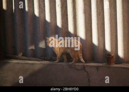 Ginger Katze Spaziergang auf der blinden Bereich eines ländlichen Schieferzaunes. Stockfoto