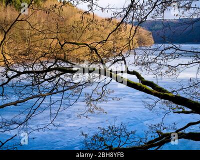 Europa, Deutschland, Hessen, Vöhl, Nationalpark Kellerwald-Edersee, Winterstimmung, Haselnussbaum am Ufer der Wooghölle Stockfoto