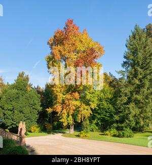 Deutschland, Baden-Württemberg, Rastatt - Förch, amerikanischer Amberbaum, Liquidambar styraciflua, mit buntem Herbstlaub beim Schloss Favorite. Der amerikanische Amberbaum dessen Vorkommnen in USA, Mexiko und Guatemala liegt, wird auch Seesternbaum oder fälsch Storaxbaum genannt. Stockfoto