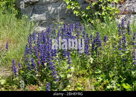 Deutschland, Baden-Württemberg, Genfer Günsel, Ajuga genevensis, auch Heide-Günsel genannt, Fundort Schwäbische Alb Stockfoto