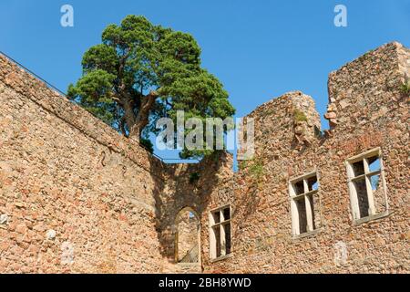 Deutschland, Hessen, Bensheim-Auerbach, Pinus sylvestris, Waldkiefer auf der Ruine Schloss Auerbach. Die unter Denkmalschutz stehende Burgruine liegt in Südhessen im UNESCO Geo-Naturpark Bergstraße-Odenwald. Stockfoto