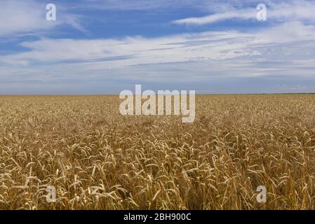 Dinkelfeld im Sommer, Getreide bis zum Horizont, blauer Himmel mit Wolken Stockfoto