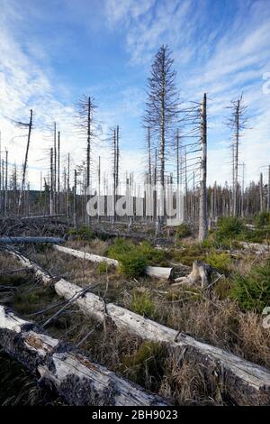 Deutschland, Niedersachsen, Mittelgebirge, Harz, durch Borkenkäferbefall abgestorbener Fichtenstand im Nationalpark Harz bei Torfhaus Stockfoto