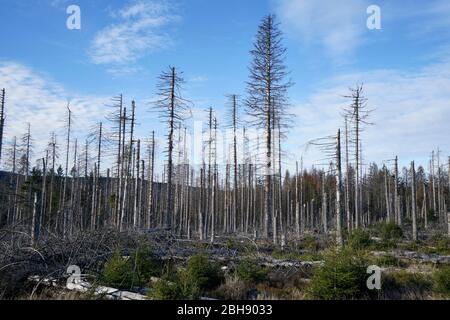 Deutschland, Niedersachsen, Mittelgebirge, Harz, durch Borkenkäferbefall abgestorbener Fichtenstand im Nationalpark Harz bei Torfhaus, nachwachsen Stockfoto