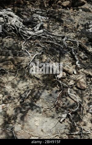 Küstenlandschaft am Golf von Thailand mit steinigen Strand und Baum Stockfoto