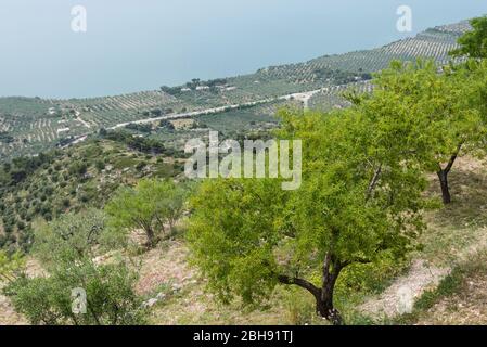 Italien, Mezzogiorno, Apulien / Apulien, Provinz Foggia, Gargano, Mattinata, Olivenhaine Stockfoto