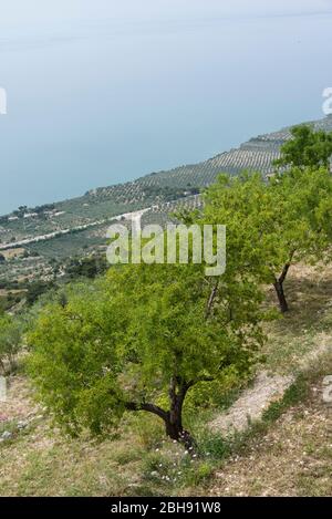 Italien, Mezzogiorno, Apulien / Apulien, Provinz Foggia, Gargano, Mattinata, Olivenhaine Stockfoto