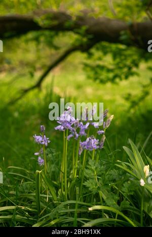 Nahaufnahme von Bluebells, die in Woods in Schottland wachsen Stockfoto