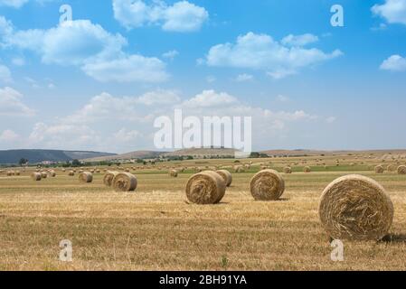 Italien, Mezzogiorno, Apulien / Apulien, Murge, Naturschutzgebiet Parco Nazionale Alta Murgia Stockfoto