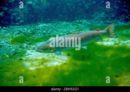 Huchen, Hucho Hucho, unter Wasser Stockfoto