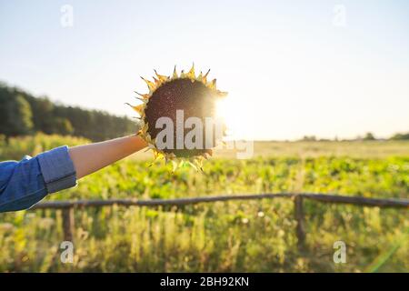 Sonnenblumenkerne reifen Kreis mit schwarzen Samen in der Hand. Naturlandschaft, Sonnenuntergang, goldene Stunde. Landwirtschaft, Ernte, Natur, Herbst, Himmel kopieren Raum Stockfoto