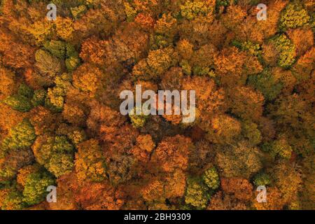 Luftaufnahme einer Waldlandschaft im Herbst in Kastel-Staadt, Saartal, Rheinland-Pfalz, Deutschland Stockfoto