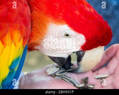 Scharlacharra - National Bird of Honduras Essen Sonnenblumenkerne aus der Hand der Touristen Stockfoto