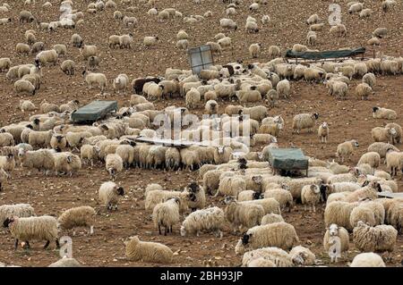 Mastlämmer auf einem Feld von Stoppelrüben und Kriechfutter, um sie marktreif zu mästen. Cumbria, Großbritannien. Stockfoto