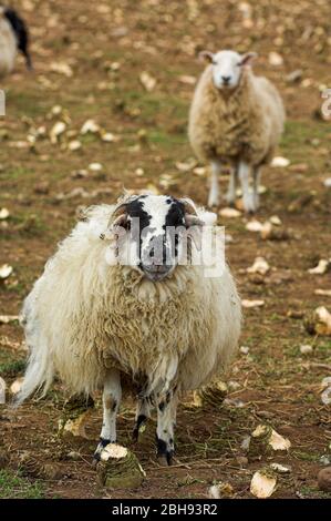 Mastlämmer auf einem Feld von Stoppelrüben und Kriechfutter, um sie marktreif zu mästen. Cumbria, Großbritannien. Stockfoto