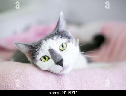 Eine grau-weiße Hauskatze mit grünen Augen, die sich in einem Katzenbett entspannt Stockfoto