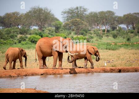 Familie von Elefanten, die Wasser aus dem Wasserloch trinken Stockfoto