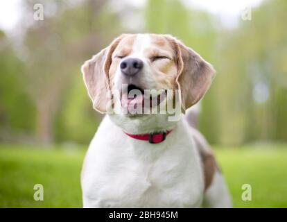 Ein Beagle-Hund mit geschlossenen Augen und einem glücklichen Ausdruck im Gesicht Stockfoto