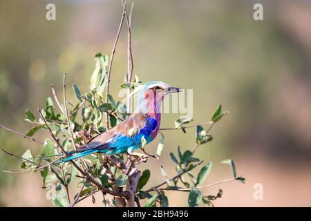 Farbenprächer Vogel sitzt auf dem Baum in der Savanne in Kenia Stockfoto