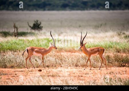 Eine Antilope im Grasland der Savanne in Kenia Stockfoto