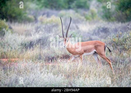 Grant Gazelle grast in der Weite der kenianischen Savanne Stockfoto