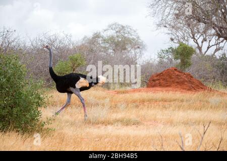 Ein Strauß in der Landschaft der Savanne in Kenia Stockfoto