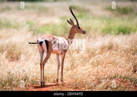 Eine Antilope im Grasland der Savanne in Kenia Stockfoto