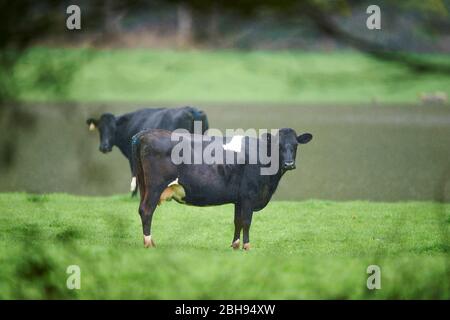 Hausrinder (Bos primigenius stier), Wiese, seitlich, stehend, Kamera anschauend Stockfoto