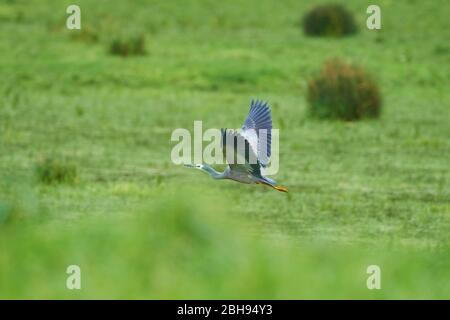 Weißgesichter Reiher (Egretta novaehollandiae), Wiese, seitlich, fliegend Stockfoto