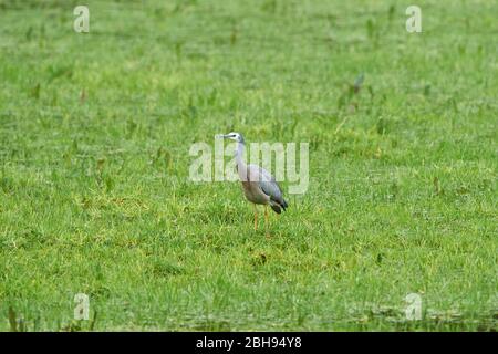 Weißgesichter Reiher (Egretta novaehollandiae), Wiese, seitlich, stehend Stockfoto