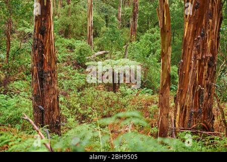 Australischer Baumfarn (Dicksonia antarktis), Landschaft, Wald, Great Otway National Park, Victoria, Australien, Ozeanien Stockfoto