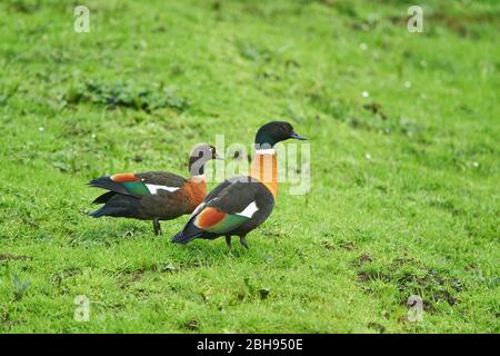 Australische Kasarka (Tadorna tadornoides), Paar, Wiese, seitlich, stehend Stockfoto