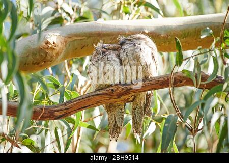 Waldkeule (Podargus strigoides strigoides), Paar, Zweig, Kopf-auf, sitzen, schlafen Stockfoto