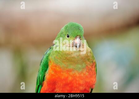 Australischer Königsparlat (Alisterus scapularis), weiblich, Kopf-an, sitzend, Kamera anschauend Stockfoto