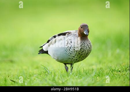 Mähnenkgans (Chenonetta jubata), männlich, Wiese, frontal, stehend, Kamera anschauend Stockfoto