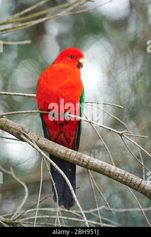 Australischer Königsparlat (Alisterus scapularis), männlich, Baum, Zweig, seitlich, sitzend Stockfoto