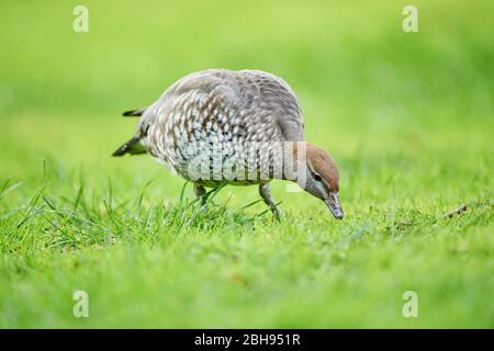 Mähnengans (Chenonetta jubata), weiblich, Wiese, seitlich, stehend, Gras fressend Stockfoto