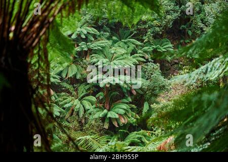 Australischer Baumfarn (Dicksonia antarktis), Landschaft, Wald, Great Otway National Park, Victoria, Australien, Ozeanien Stockfoto