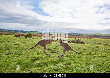 Östliche Graukängurus (Macropus giganteus), Wiese, seitlich, kämpfend Stockfoto