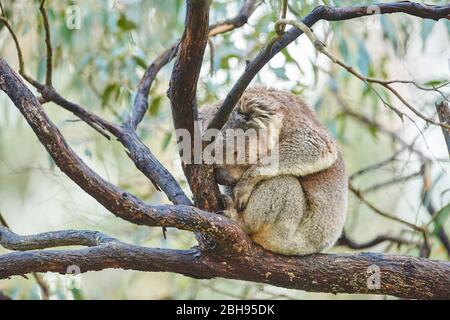 Koala (Phascolarctos cinereus), Eukalyptusbaum, Ast, seitlich, sitzend, schlafend Stockfoto