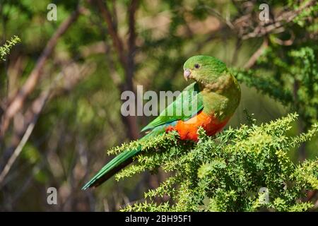 Australischer Königsparlat (Alisterus scapularis), weiblich, Ast, seitlich, sitzend Stockfoto