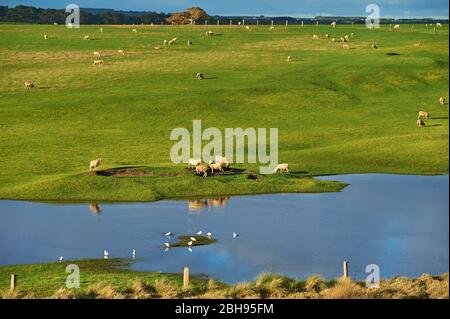 Hausschaf, Ovis Gmelini widder, Weide, Teich, Seite, grasen Stockfoto