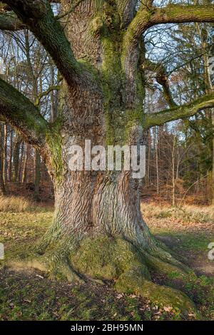 Deutschland, Baden-Württemberg, Walddorfhäslach, Stamm der Sulzeiche (Eiche), ca. 500 Jahre alte Pedunculate Eiche bei Schönbuchrand, Quercus robur. Stockfoto