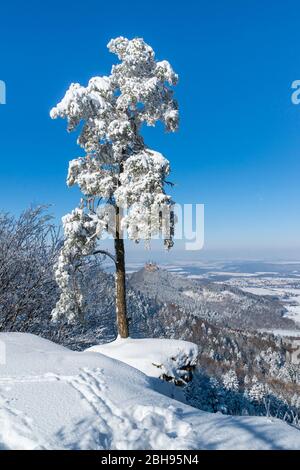 Deutschland, Baden-Württemberg, Albstadt - Onstmettingen, Schottenkiefer, schneebedeckt, am Raichberg, Blick auf die Hohenzollern Stockfoto