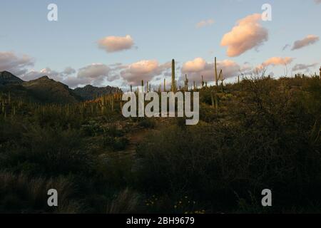 Die Wüstenberge des Sabino Canyon in Tucson, Arizona sind voller Flora und Fauna. Stockfoto