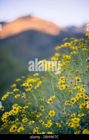 Die Wüstenberge des Sabino Canyon in Tucson, Arizona sind voller Brittlebush Blumen. Stockfoto