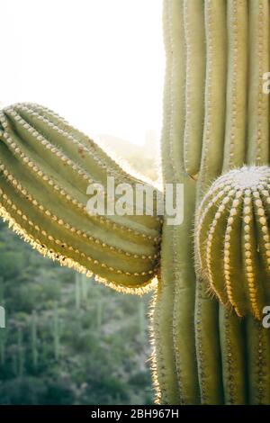 Ein saguaro Kaktus steht über dem Sabino Canyon in Tucson, Arizona. Stockfoto