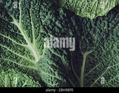 Nahaufnahme von Wirsing-Kohlblättern. Hintergrund und Textur. Stockfoto