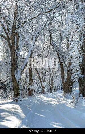 Schöne Winterlandschaft mit schneebedeckten Bäumen einer Allee auf der Ilkahöhe, Tutzing, Bayern, Deutschland, Europa Stockfoto